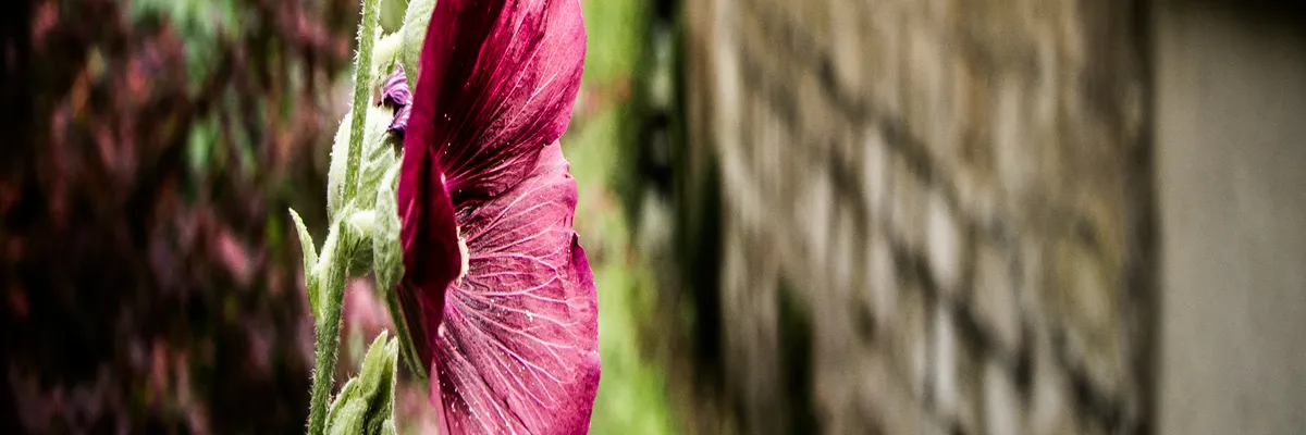 Image Location spa à domicile Éragny